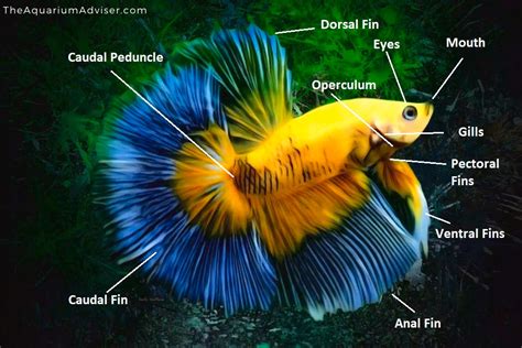 where are betta fish found|Betta fish, facts and information .